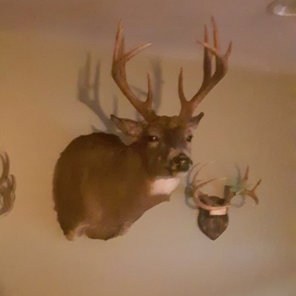 Meet your Posher, Alex